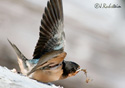 Hirundo rustica